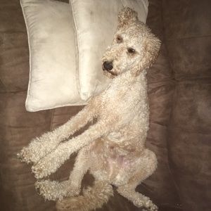 Meet your Posher, Cassie